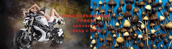 хмурый Белокуриха